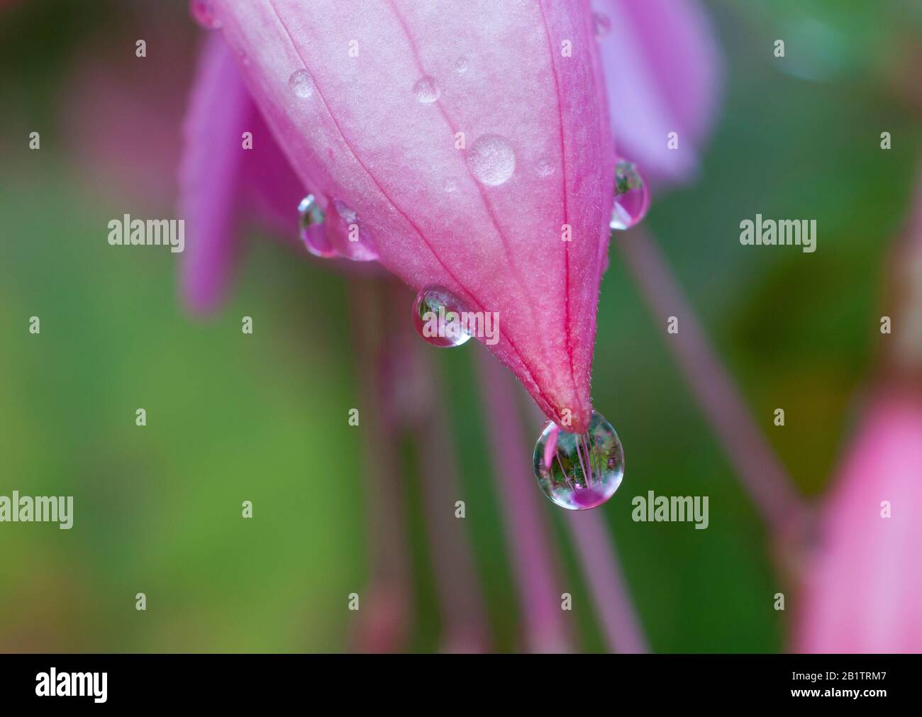 Makrofoto eines Wassertropfens an der Spitze einer rosafarbenen Glockenblume mit dem Hintergrund außerhalb des Fokus. Stockfoto