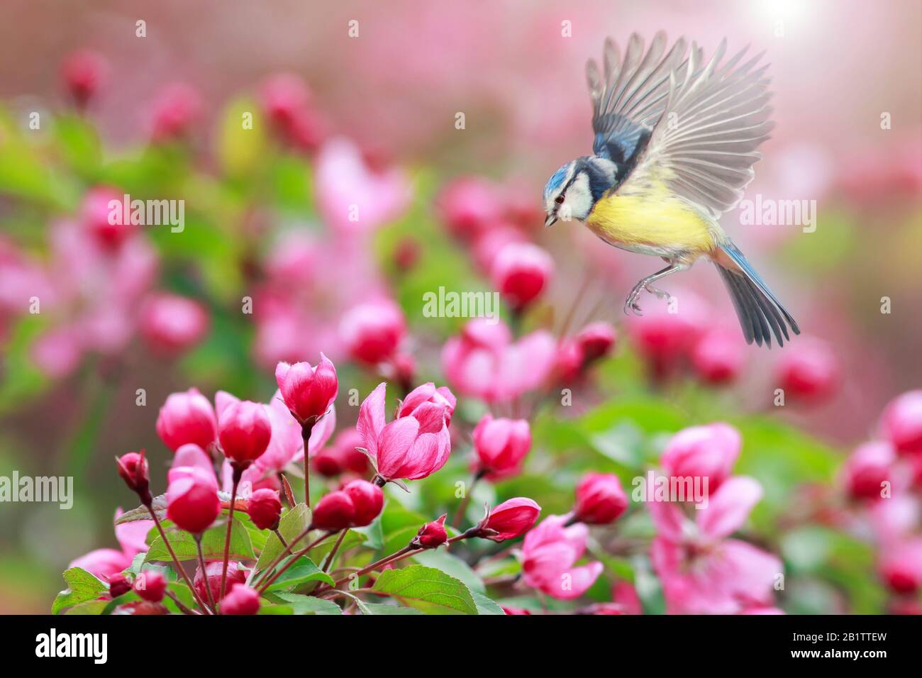 Der azurblaue Vogel fliegt in der Nähe der Äste eines Apfelbaums mit rosafarbenen Blumen im May Spring Garden Stockfoto