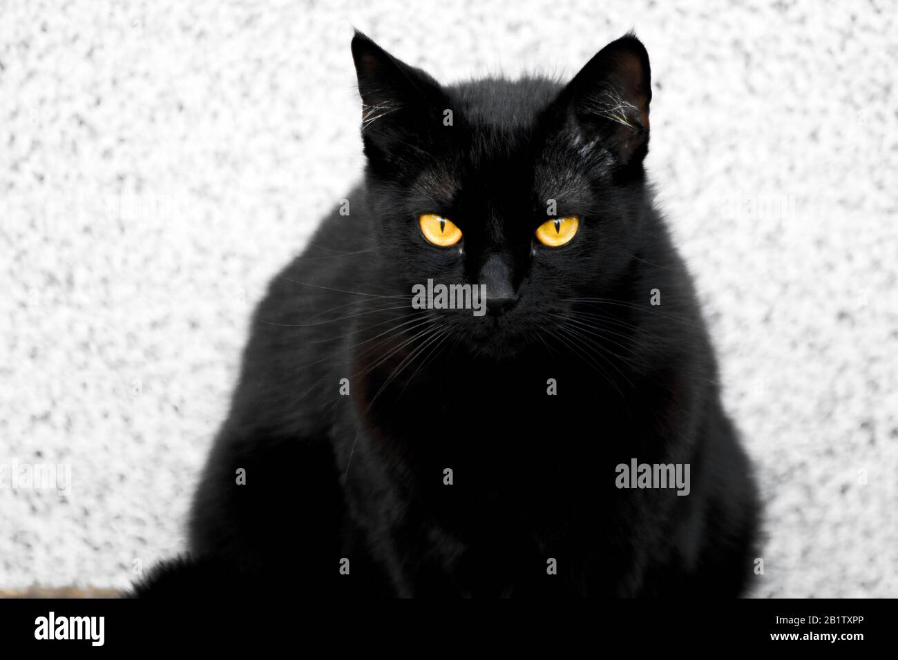 Puss, die schöne, hochfotogene schwarze Katze mit wunderschönen, hypnotisierenden Augen und seidig glattem schwarzem Fell. Stockfoto