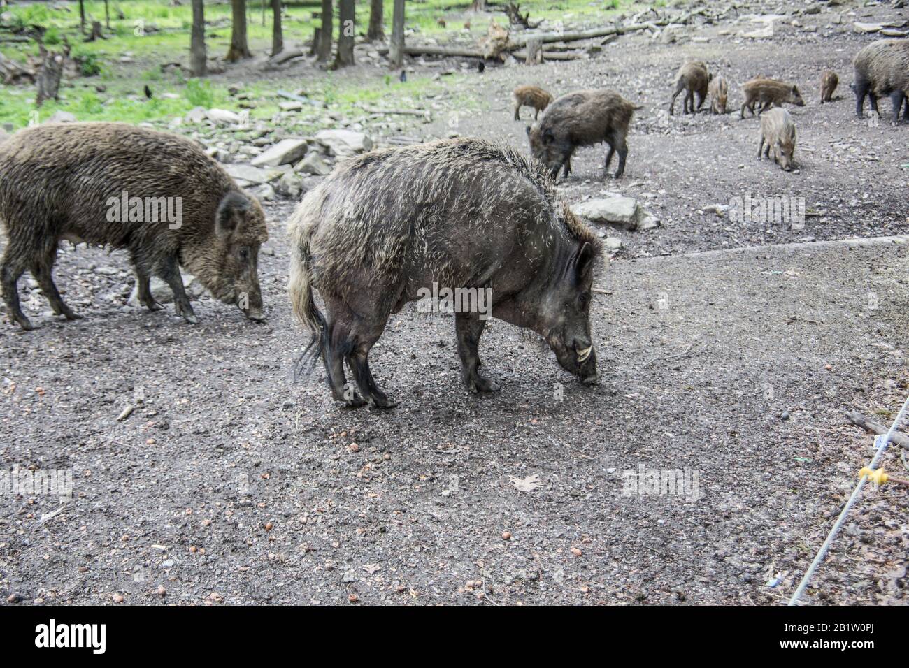 Wildschweine im Wald Stockfoto
