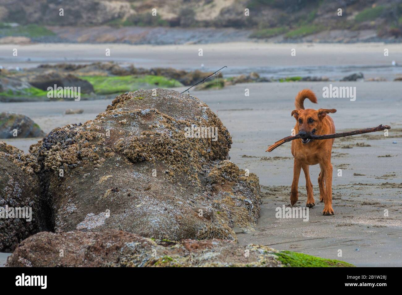 Ein Hund spielt mit einem großen Treibholzstab, den er am Strand an der Küste von Oregon fand. Stockfoto