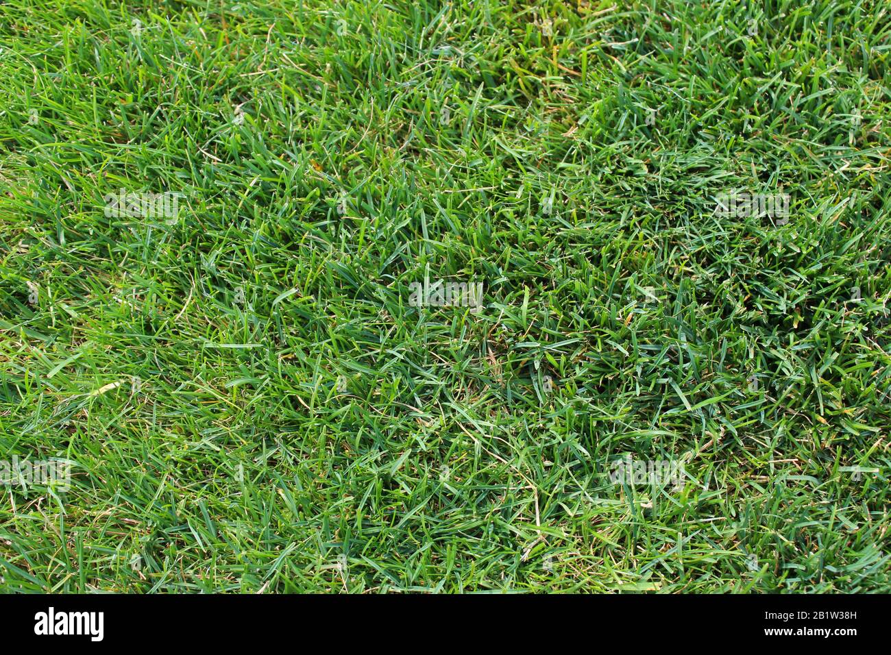 Grünes Gras, grüner Grasgrund. Hintergrund für Kopierraum, flaches Layout Stockfoto