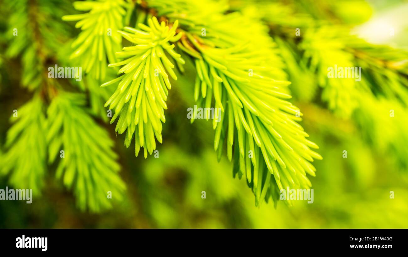 Serbische Fichte frisch wachsende Nadeln eines Nadelbaums Stockfoto