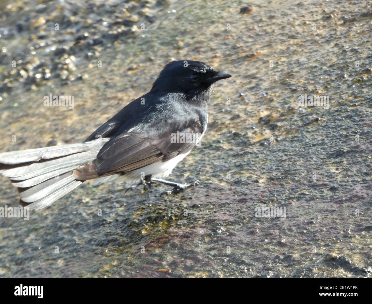 Black and White Bird in Perth, Australien Stockfoto