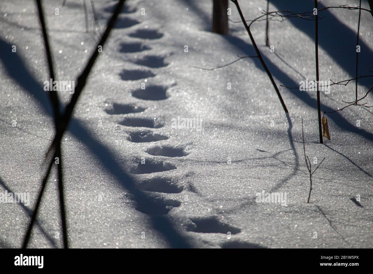 In einem Wald sieht man eine Reihe von Tierspuren in tiefem Schnee. Die Oberfläche des Schnees reflektiert Sonnenlicht und zeigt Schatten des umliegenden Waldes Stockfoto