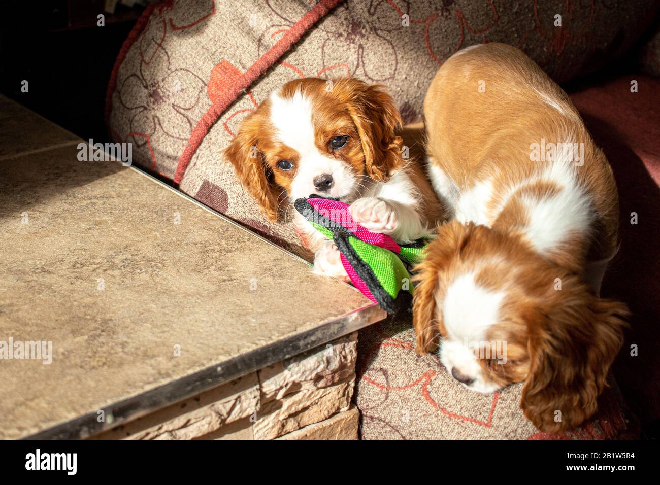 Zwei niedliche Blenheimer Cavalier King Charles Spaniel Welpen spielen in einem Hundebett, wobei ein Kauz auf einem Spielzeug liegt. Stockfoto