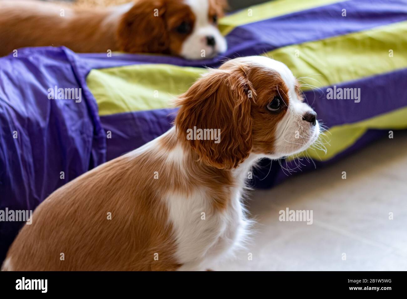 Zwei Welpen des Cavalier King Charles Spaniel befinden sich auf einem Hartholzboden, wobei einer im Vordergrund sitzt, und ein anderer seinen Kopf auf einem Spieltunnel ruht. Stockfoto