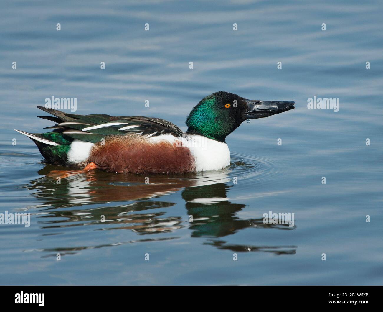 Nördlichen Löffelenten Stockfoto