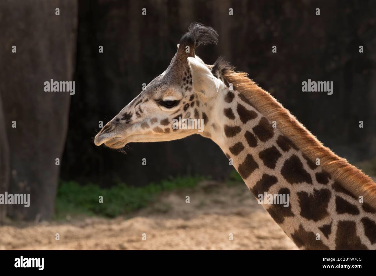 Die Babygiraffe schließt sich Stockfoto