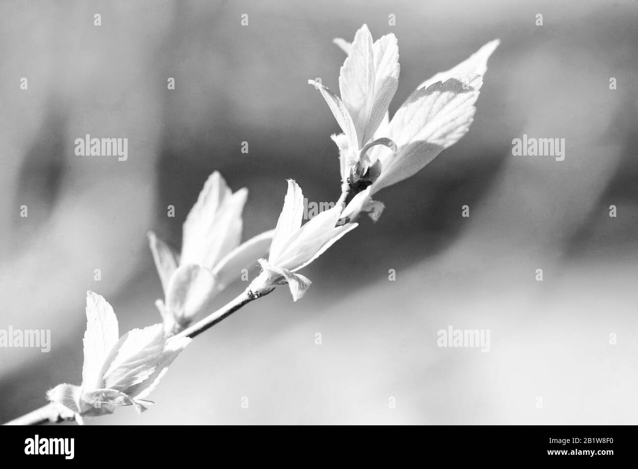 Schwarz-Weiß-Makrofoto einer Blume - Pflanze Stockfoto