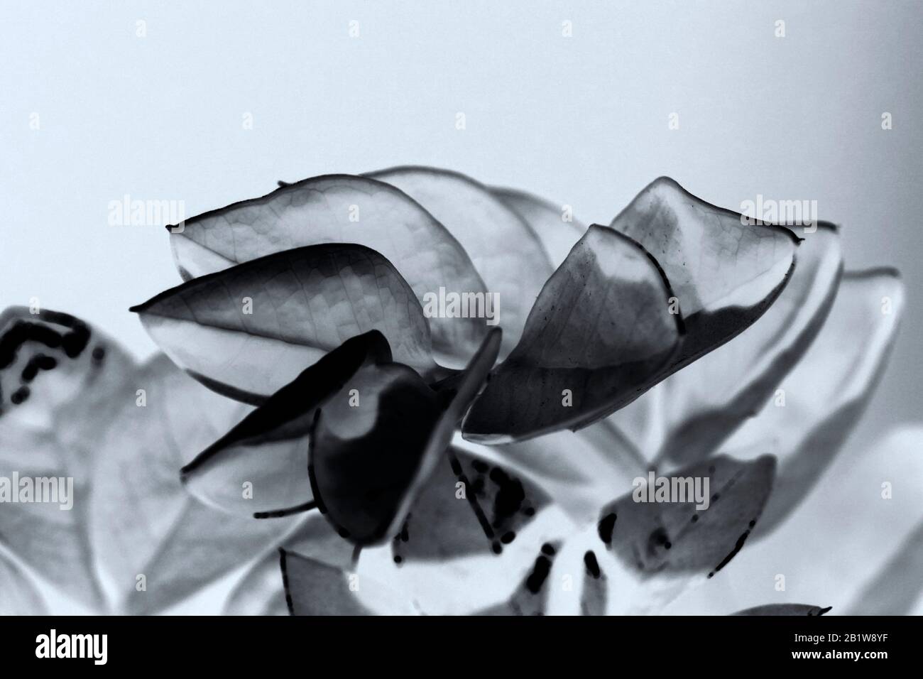 Schwarz-Weiß-Makrofoto einer Blume - Pflanze Stockfoto