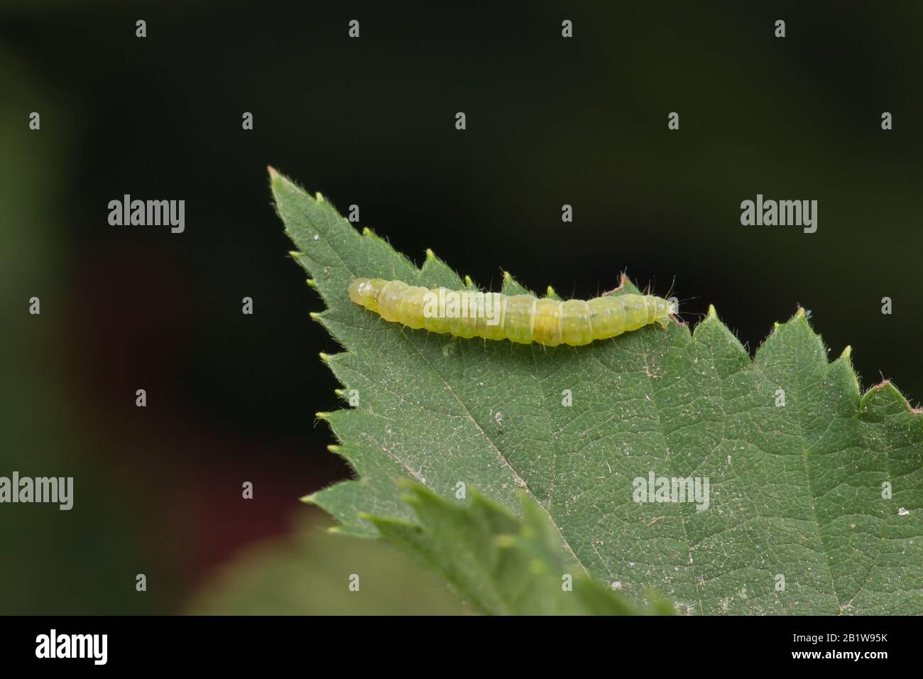 Leafroller Raupe auf einem grünen Blatt. Agrarschädling Stockfoto