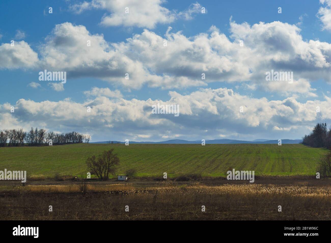 Das Feld der grünen Triebe der Winterpflanzen. Frühlingslandschaft. Sonniger Tag Stockfoto