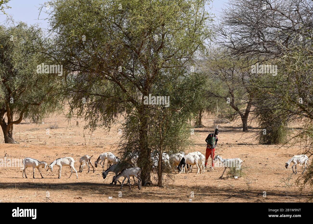 NIGER, Dorf Namaro, Baumakazien senegal, die Quelle des Baumharzgummi arabisch, Hirte mit Ziegen, die die Rinder in der Trockenzeit mit Blättern von den Bäumen füttern Stockfoto