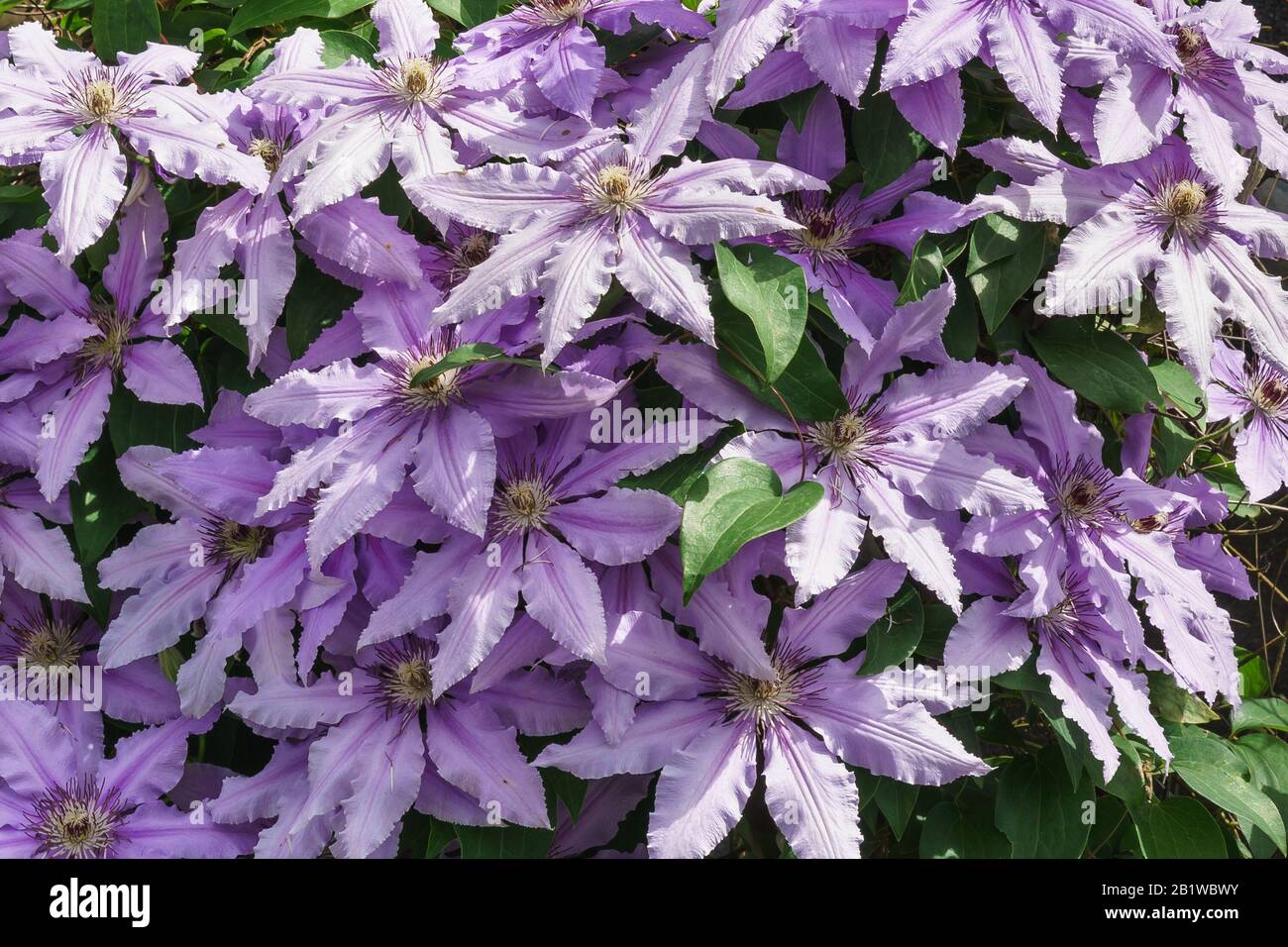 Die Blumen der clematis Cultivare des polnischen General Sikorski (lat. Clematis General Sikorski). Geblümter Hintergrund Stockfoto