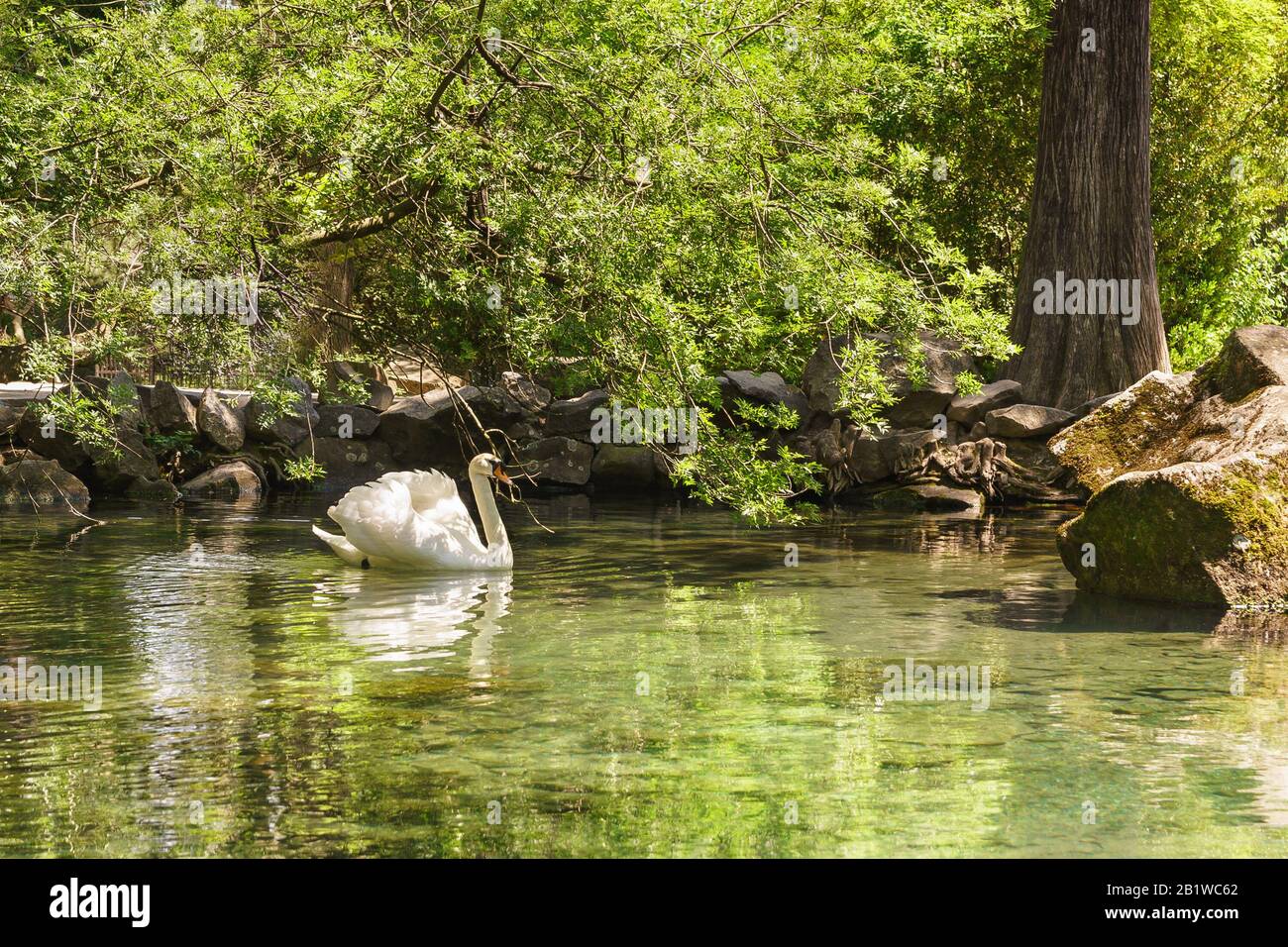 Weißer Schwan (lat. Cygnus) einsame Weiche im Teich. Jutta, Alupka, Krim, Russland. Sonniger Sommertag Stockfoto