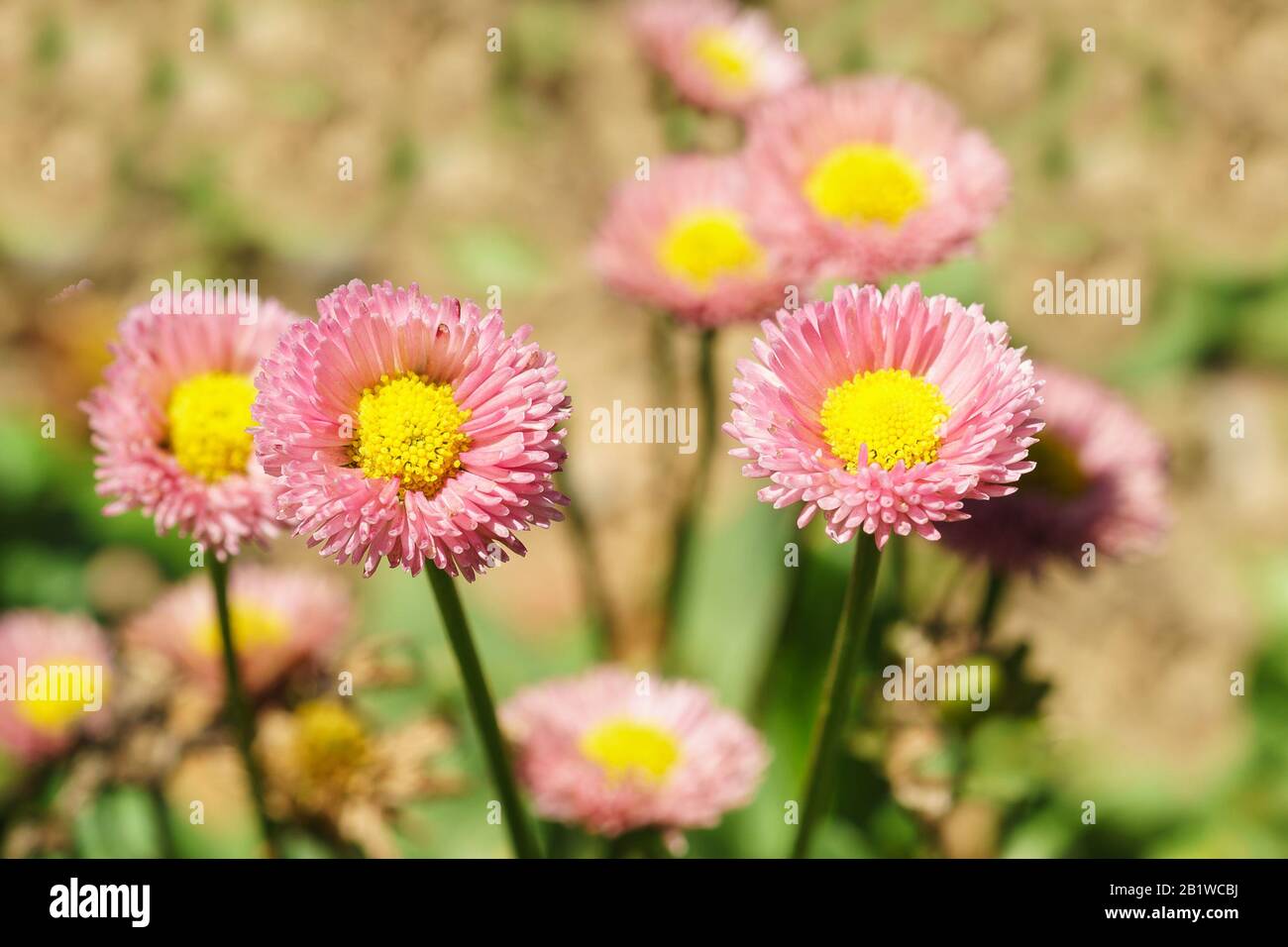 Perennale Gänseblümchen (lat. Bellis perennis). Sommertag Stockfoto