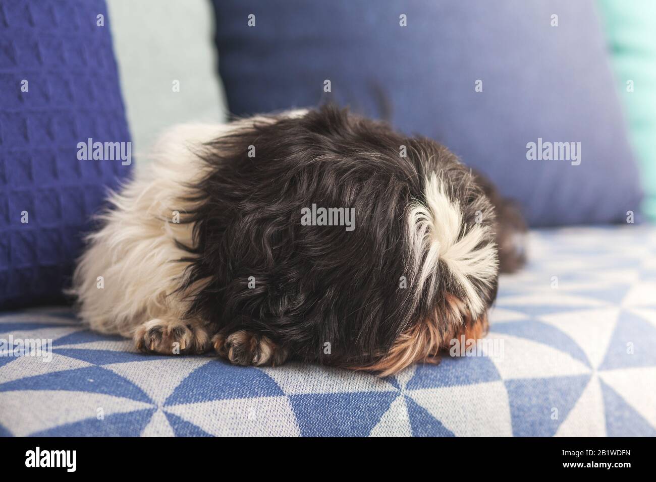 Lustiger schroffe Hund ​​sleeping zu Hause auf der Couch. Shih Tzu brüten. Haustier. Homeless. Stockfoto