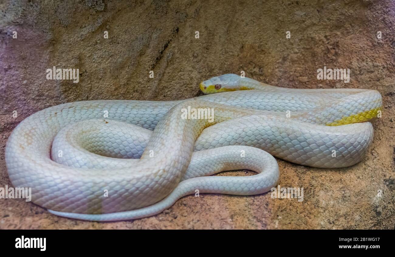 Weiße Albino westliche Rattenschlange, Farbmutation, beliebte Reptilienspezialitäten aus Amerika Stockfoto