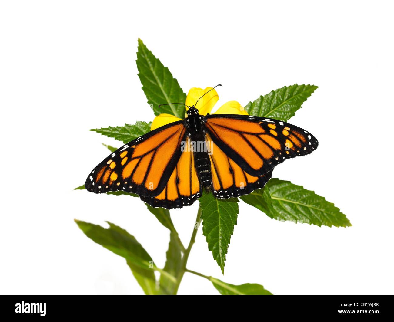 Monarch Butterfly, Danaus Plexippus, auf einer gelben Blume mit grünen Blättern, Hintergrund weiß, Kanarische Inseln, Spanien Stockfoto