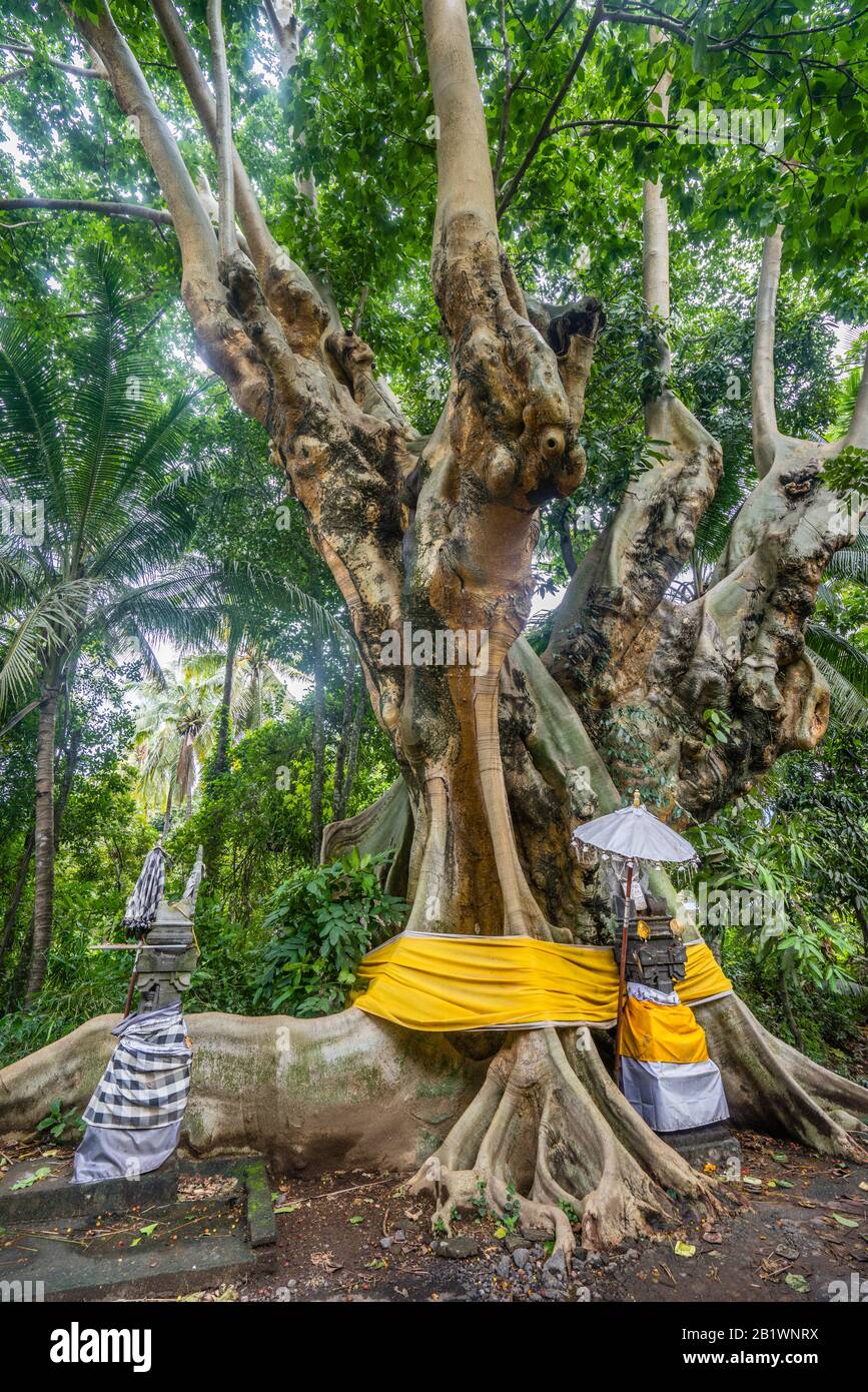 Balinesischer Schrein unter gigantischem Baum mit imposanten Buttress Roots, Bondalen North Bali, Indonesien Stockfoto