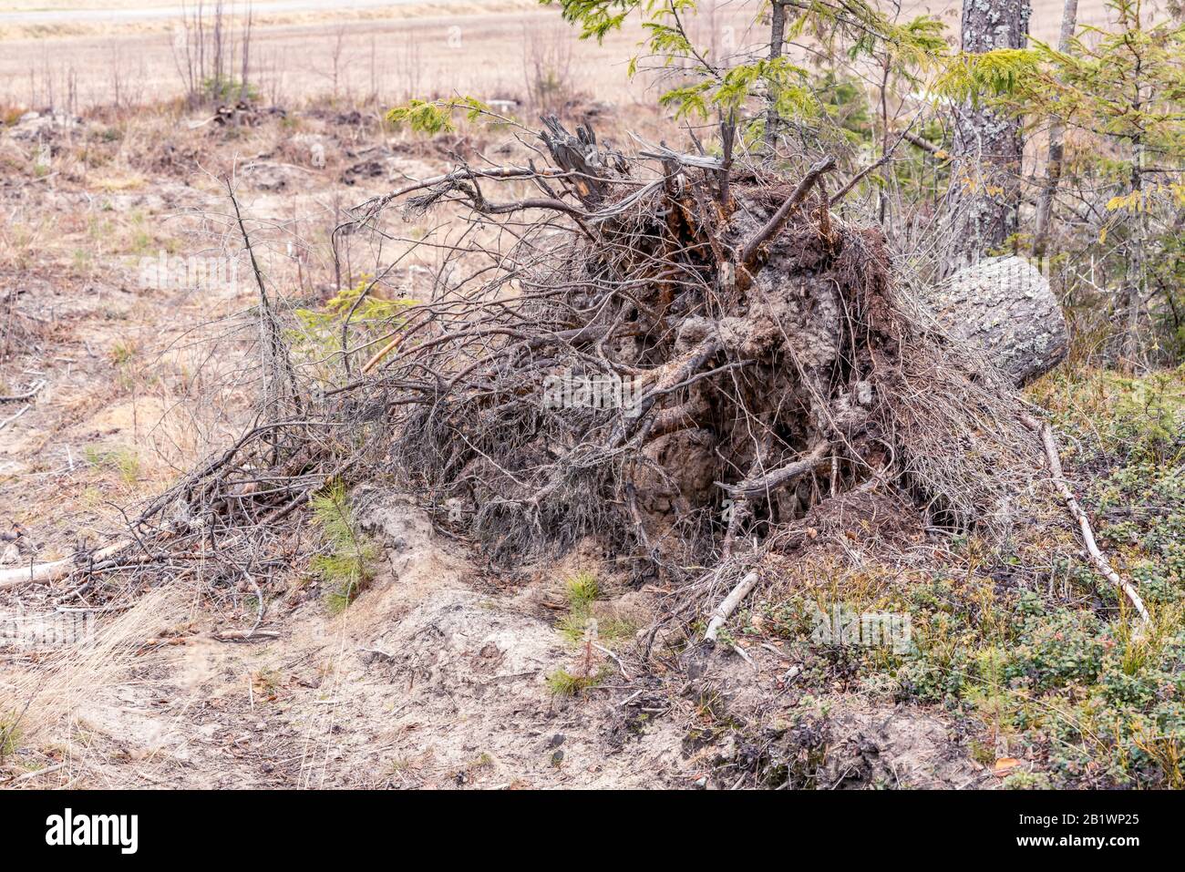 Wurzeln gefallener Kiefern am Waldrand, Baum wurde eingeschnutscht und weggenommen, neue junge Kiefern bereits in der Nähe des toten Baumes gepflanzt. Modernes Schwedisch Stockfoto