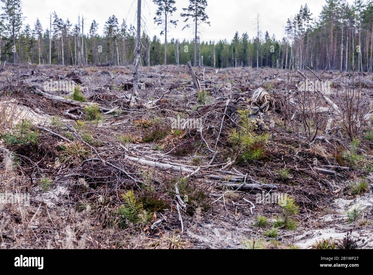Braune alte Kiefernzweige, die vor Jahren in Nordschweden Waldlichtung zurückgelassen wurden, am späten Herbsttag sind keine lebenden Bäume mehr übrig - nur auf leerem Feld. Neues p Stockfoto