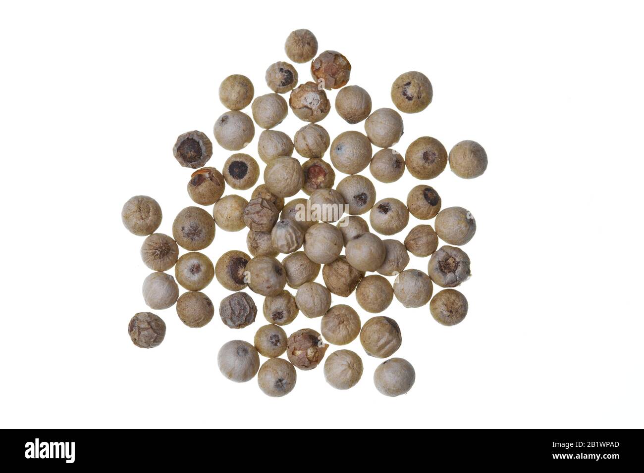 Weiße Penja Pfeffer (Piper Nigrum) auf weißem Hintergrund. Es ist das erste afrikanische Produkt, das den Status "PGI - Protected Geographic Indication" erhält. Stockfoto