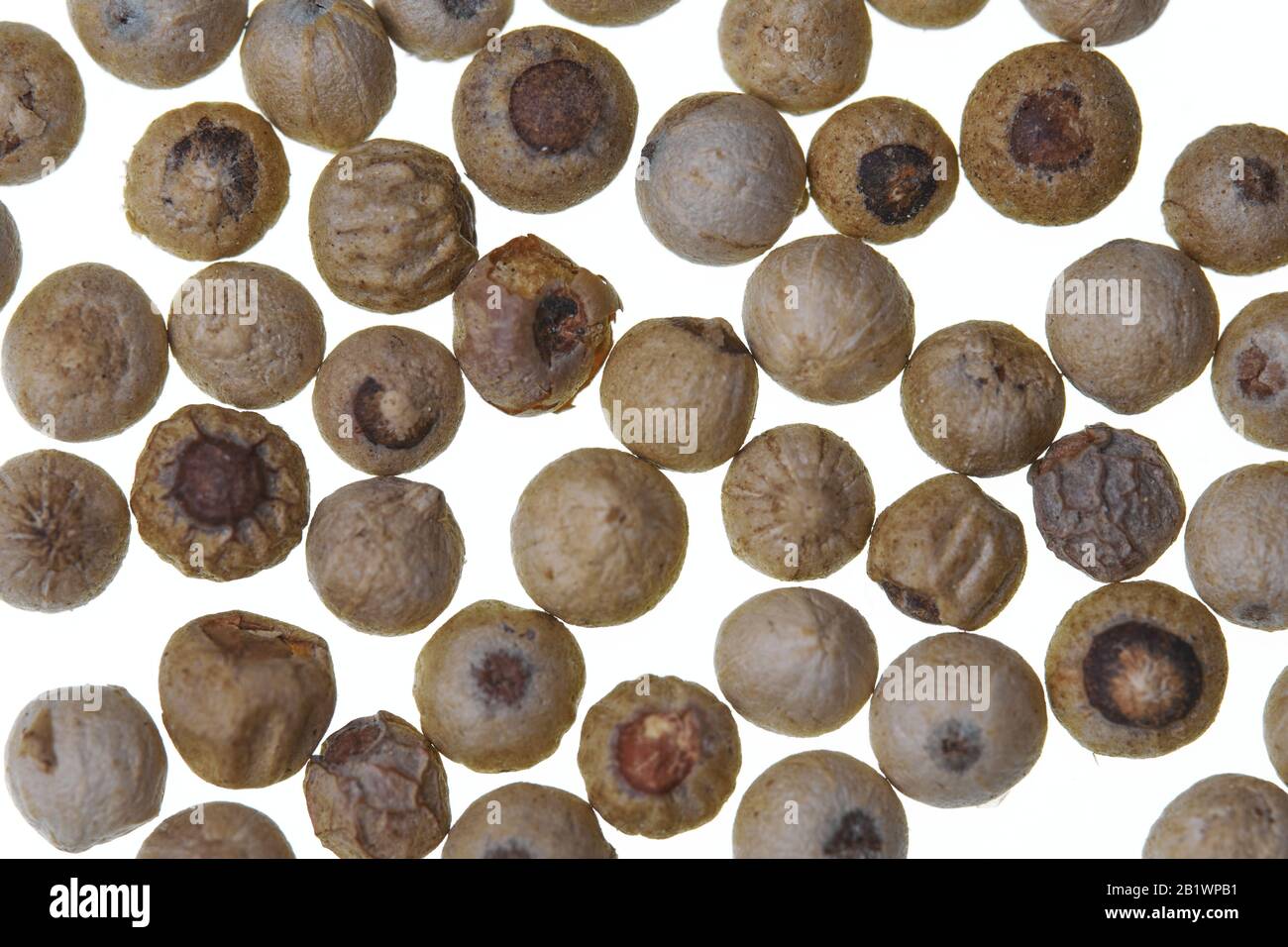Weiße Penja Pfeffer (Piper Nigrum) auf weißem Hintergrund. Es ist das erste afrikanische Produkt, das den Status "PGI - Protected Geographic Indication" erhält. Stockfoto