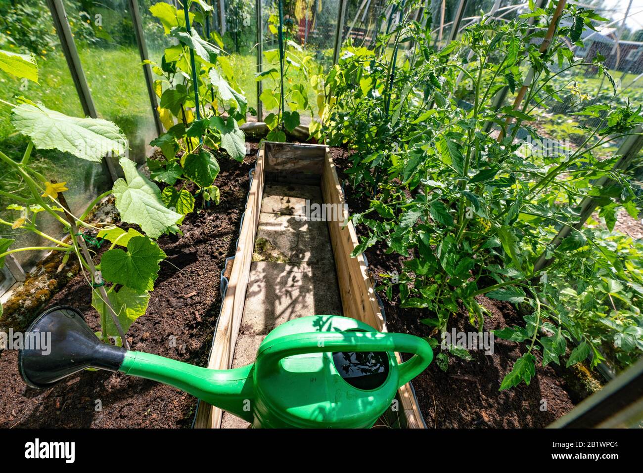 Grüne Gießkanne im Gewächshaus mit wachsenden Gurken und Tomatenpflanzen, eigene kleine Plantage, um gesundes ökologisches Gemüse für die Familie zu wachsen Stockfoto