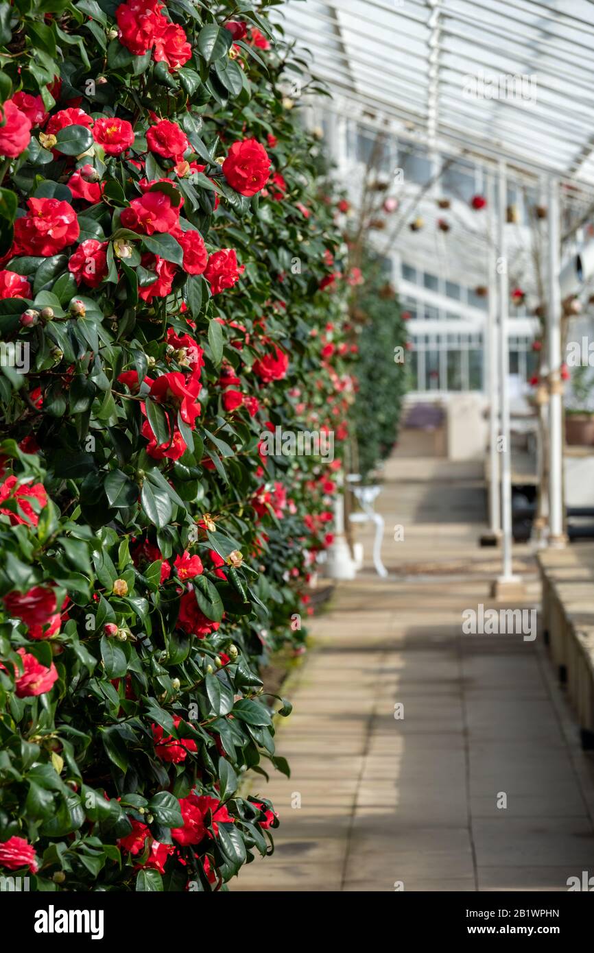 Das in der Klasse 1 aufgeführte Gewächshaus mit historischen camelia-pflanzen befindet sich im Chiswick House and Gardens im Westen Londons. Stockfoto
