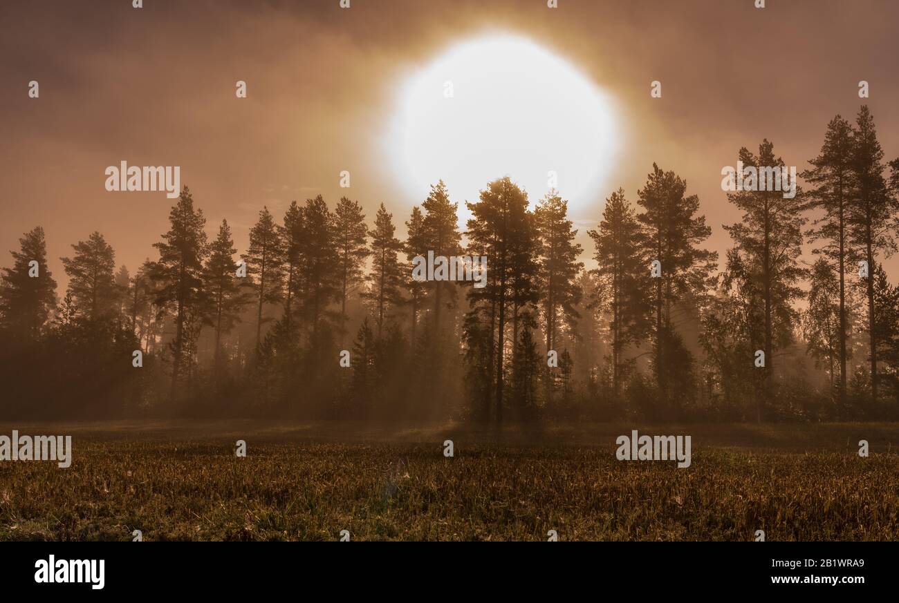 Enorme große Sonnenilhouette bei nebeligem Sonnenaufgang in wildem Wald und geerntet Feld bis Herbst - gelbe, orangefarbene Birken und immergrüne Kiefern, t Stockfoto