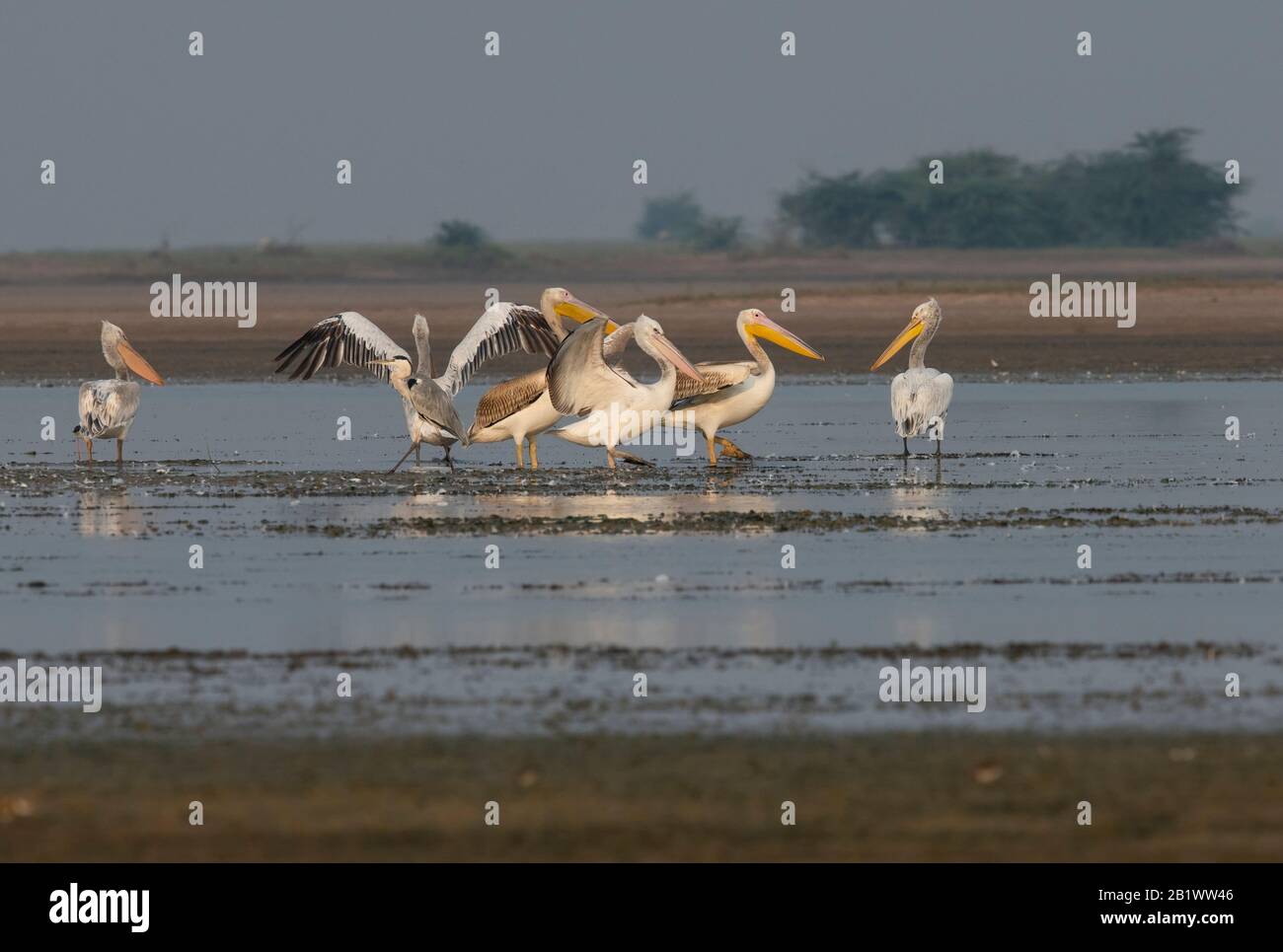 Große weiße Pelikane leben in geselligen Kolonien. Sie gehen auch zusammen angeln, perfekt choreographierte Technik, um Fische in ihren Rechnungsbeuteln festzuhalten Stockfoto