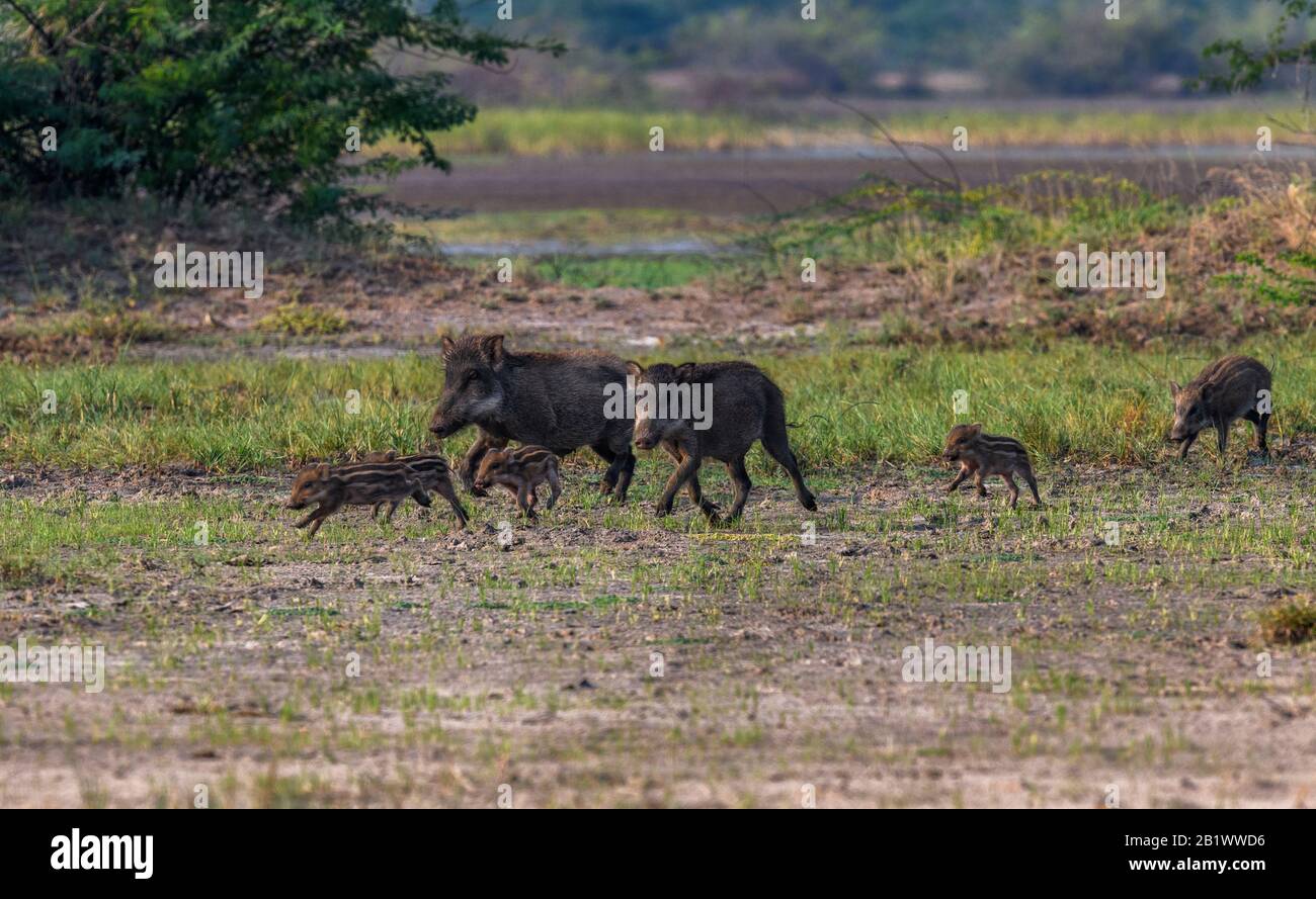 Wildschweinsau (sus scrofa ferus) zur Pflege des Ferkels im Wald. Mutter liebt und kümmert sich um Babytier in natürlichem Lebensraum Stockfoto