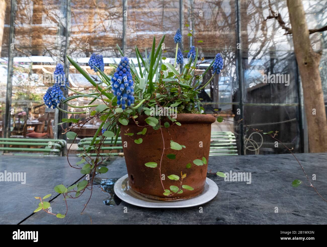 Topf mit blauen Muskari Hyazinths im Café im Inneren des Gewächshauses in den Petersham-Kindergärten in Richmond, West London. Stockfoto
