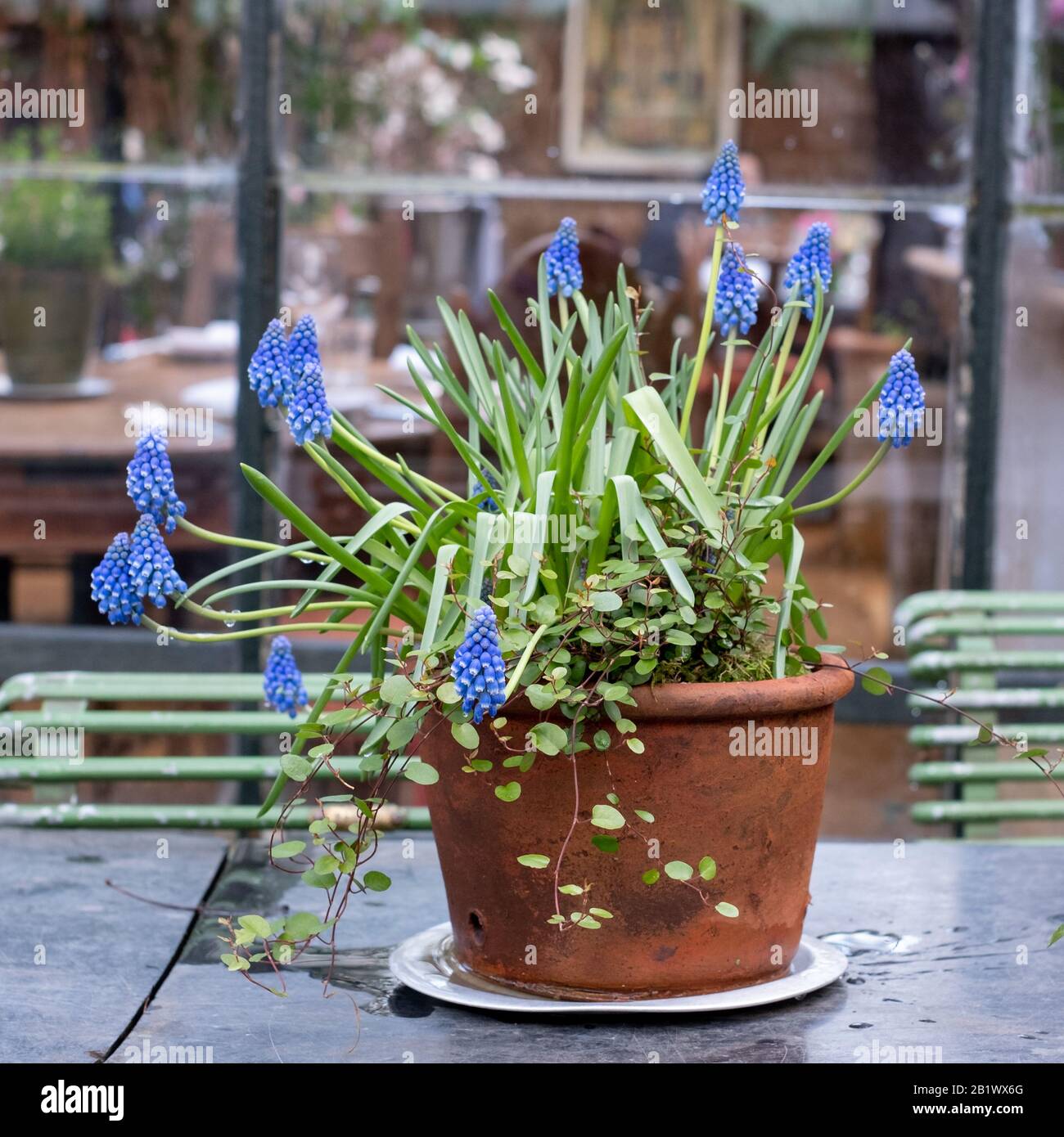 Topf mit blauen Muskari Hyazinths im Café im Inneren des Gewächshauses in den Petersham-Kindergärten in Richmond, West London. Stockfoto