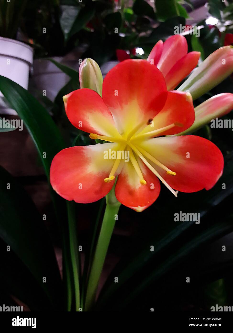 Clivia Blume. Droitwich, Worcester, England, Großbritannien. 18/02/2020 EINE mehrjährige, immergrüne südafrikanische Kräuter der Familie Amaryllis mit fleischigen Wurzeln und u. a Stockfoto