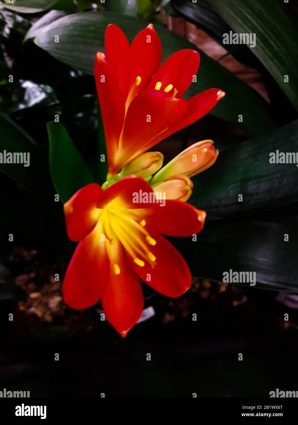 Clivia Blume. Droitwich, Worcester, England, Großbritannien. 18/02/2020 EINE mehrjährige, immergrüne südafrikanische Kräuter der Familie Amaryllis mit fleischigen Wurzeln und u. a Stockfoto