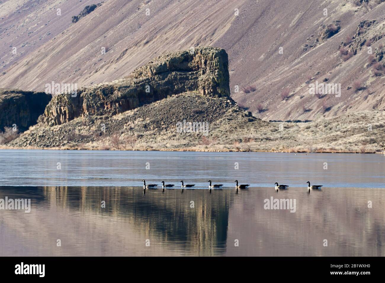 Eine Menge Gänse schwimmen eine einzelne Feile im Park Lake in der Nähe von Coulee City, WA. Stockfoto