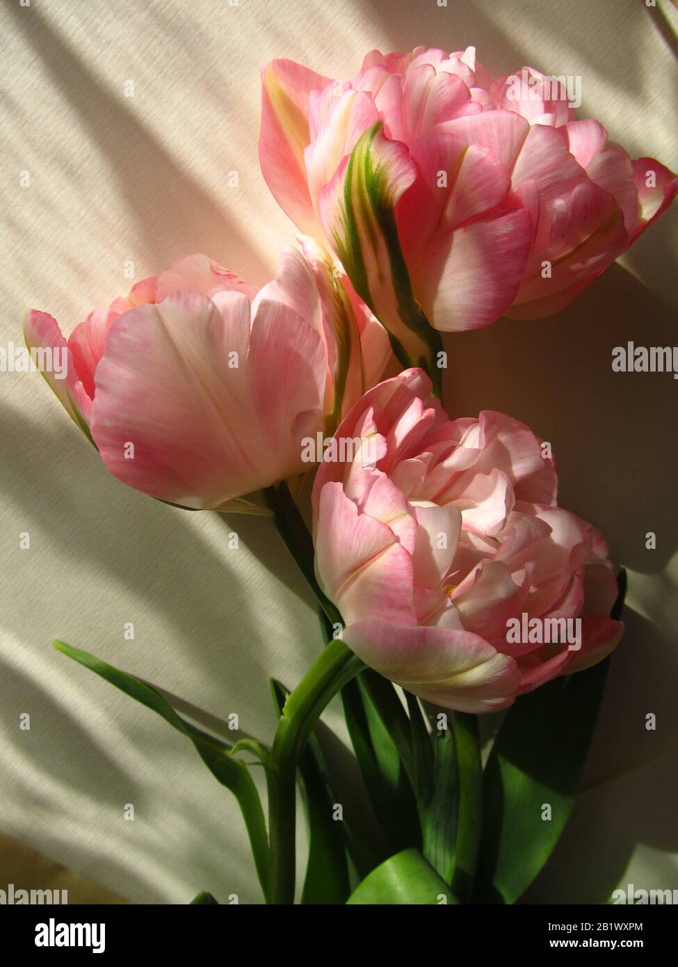 Drei rosafarbene Pfirsich auf einem sonnigen Tisch. Wunderschönes romantisches Geschenk. Stockfoto