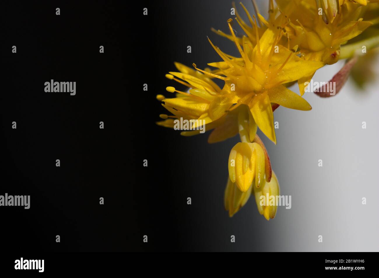 Makrofotografie einiger Blumen der Samenvivumpflanze mit schwarz-weißem, unfokussierten Hintergrund Stockfoto