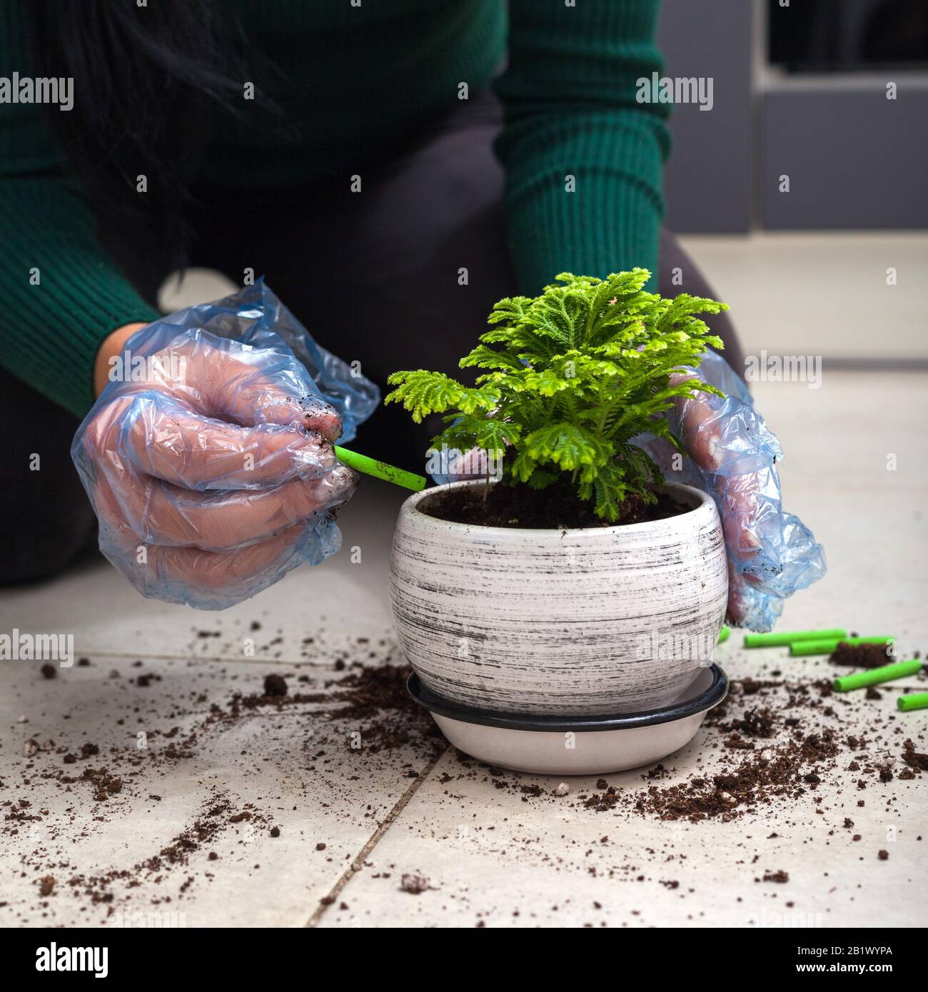 Dünger für Hausanlagen. Handschuhkäuel, die Dünger in den Blumenboden geben. Nahaufnahme. Stockfoto