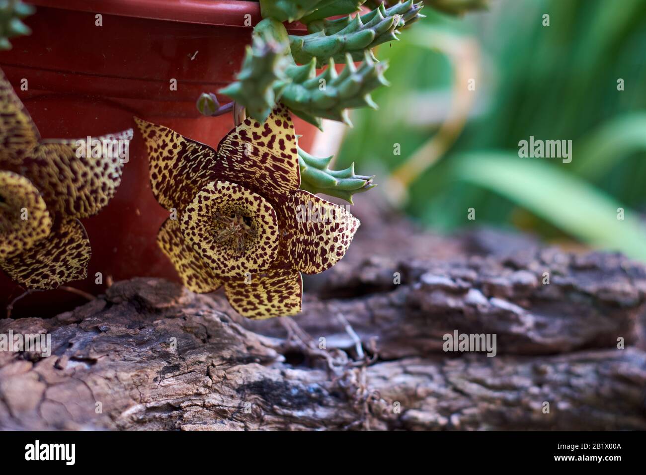Nahaufnahme der von der Pflanze hängenden Orbea-Variegata-Blume mit verschwommem Hintergrund. Blumentopf auf Stamm. Diese Blumen können einen schwachen Karriongeruch haben Stockfoto