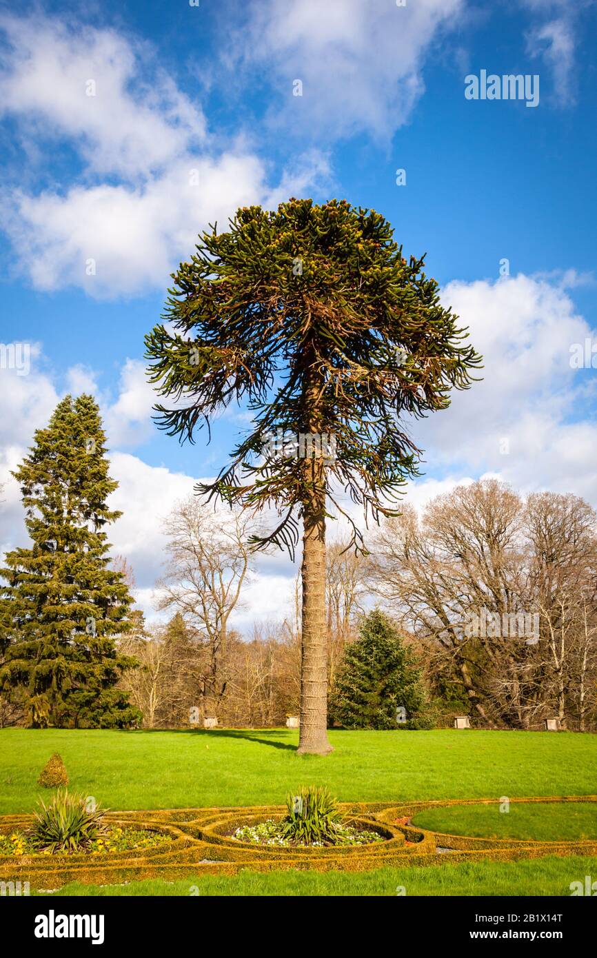 Araucaria araucana wird im Allgemeinen Affenrätselbaum, Affenschwanz