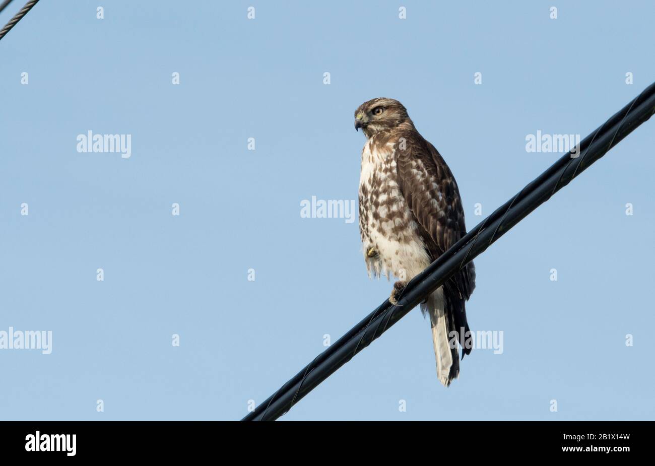 Hawk geht auf einem Bein mit dem anderen in seinen weichen Federn verstaut, auf einer Linie gegen den blauen Himmel, nennen wir ihn Napoleon Stockfoto