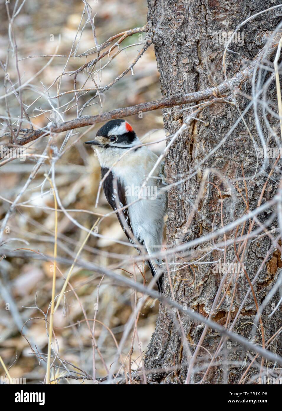 Downy Woodpecker (Dryobates pubescens), Picoides pubescens, kleinster Specht in Nordamerika, Castle Rock Colorado USA Foto aufgenommen im Februar. Stockfoto