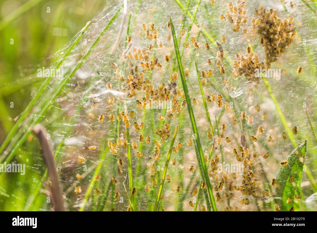 Nisten Sie mit vielen kleinen Spinnen, brüten Sie. Arachnophobie, ekelhaftes und furchterregendes Konzept. Insektenphobie, Horror, Angst und Ekel. Baby, Fortpflanzung, mA Stockfoto
