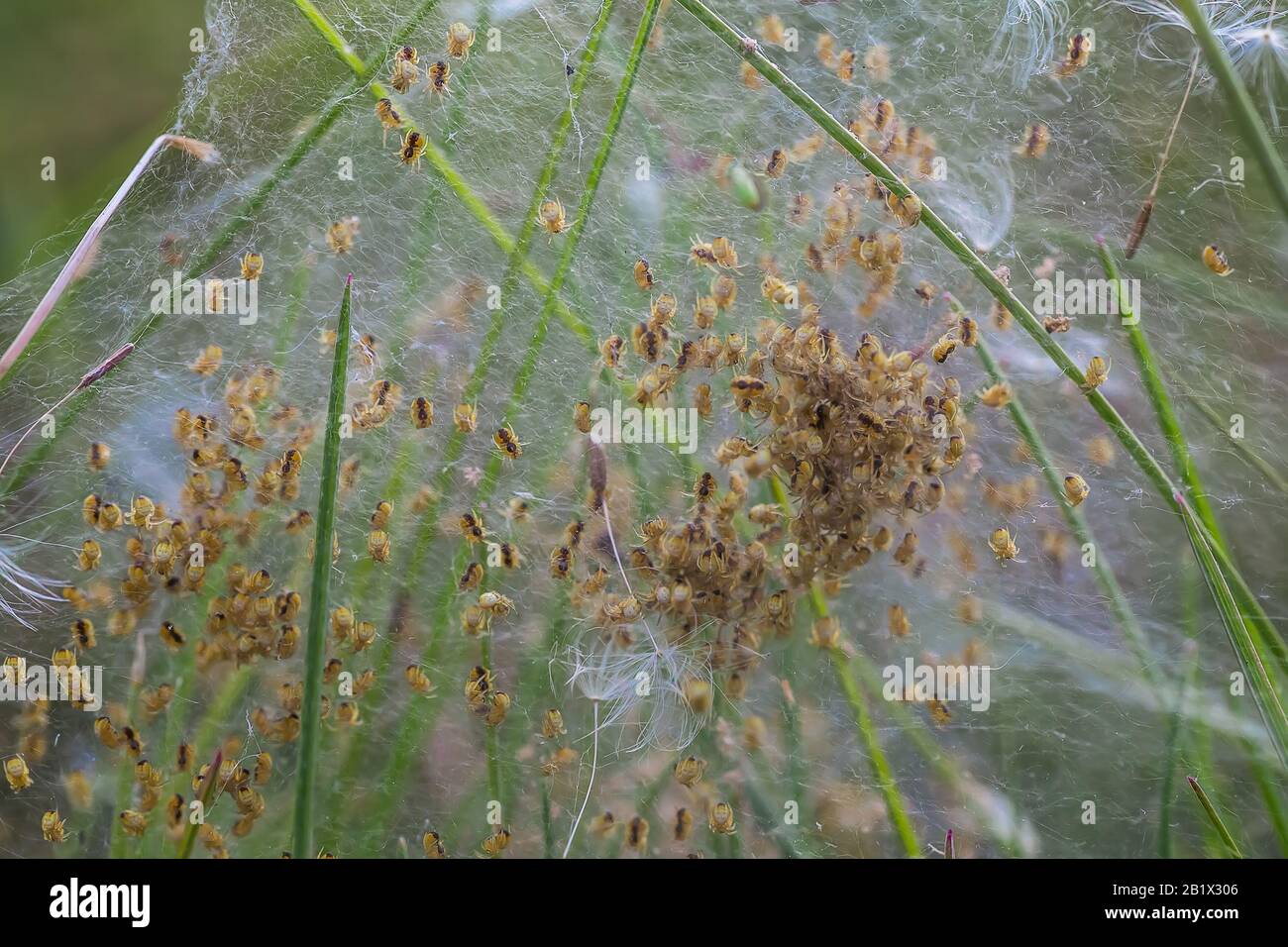 Nisten Sie mit vielen kleinen Spinnen, brüten Sie. Arachnophobie, ekelhaftes und furchterregendes Konzept. Insektenphobie, Horror, Angst und Ekel. Selektiver, weicher Fokus Stockfoto