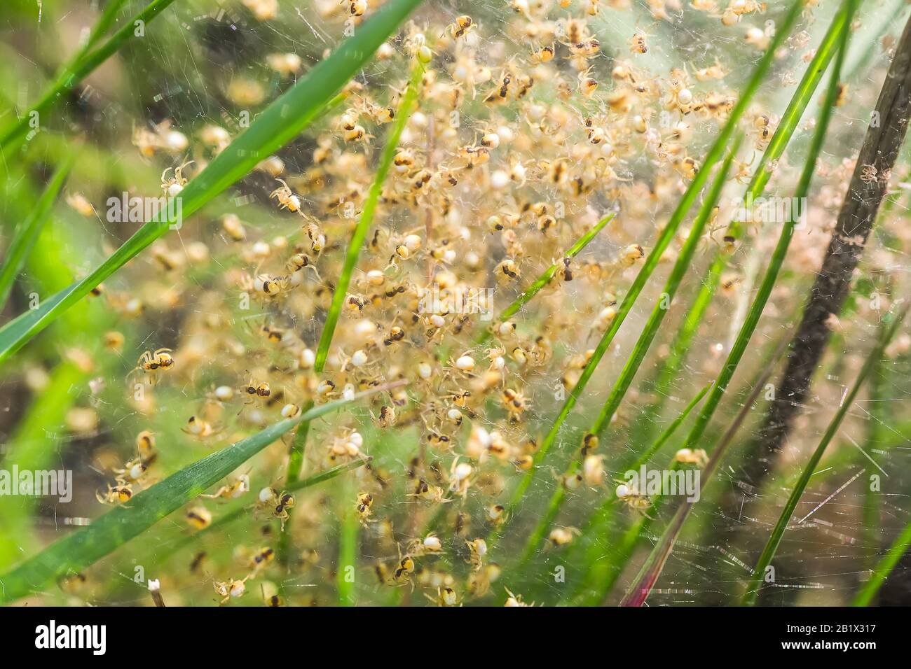 Nisten Sie mit vielen kleinen Spinnen, brüten Sie. Arachnophobie, ekelhaftes und furchterregendes Konzept. Insektenphobie, Horror, Angst und Ekel. Baby, Fortpflanzung, mA Stockfoto