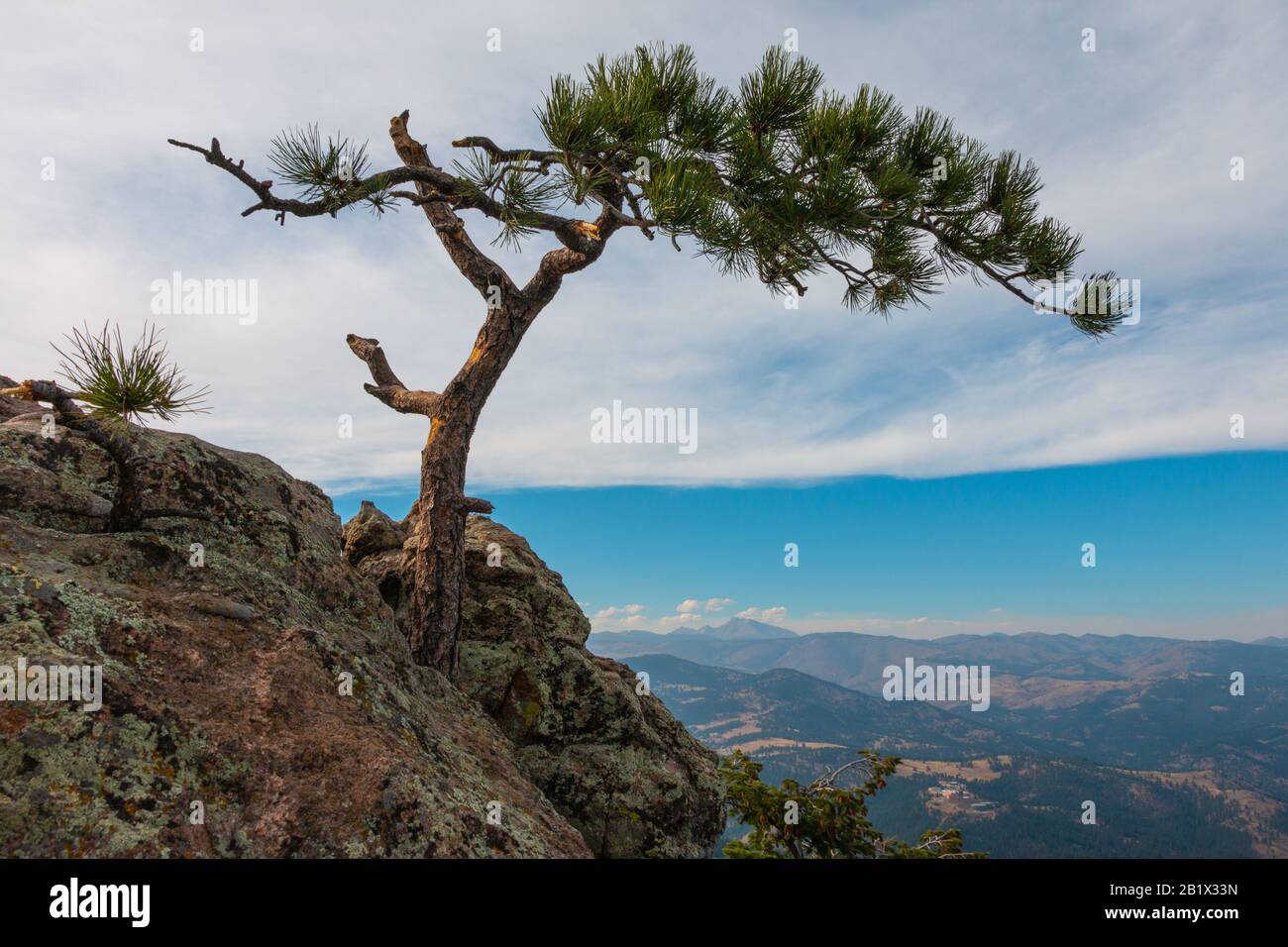Ein einzelner Wind Blown Tree Mit Blick Auf den Valley Colorado State Park Stockfoto